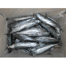 Bqf Frozen Bonito peixe para o mercado